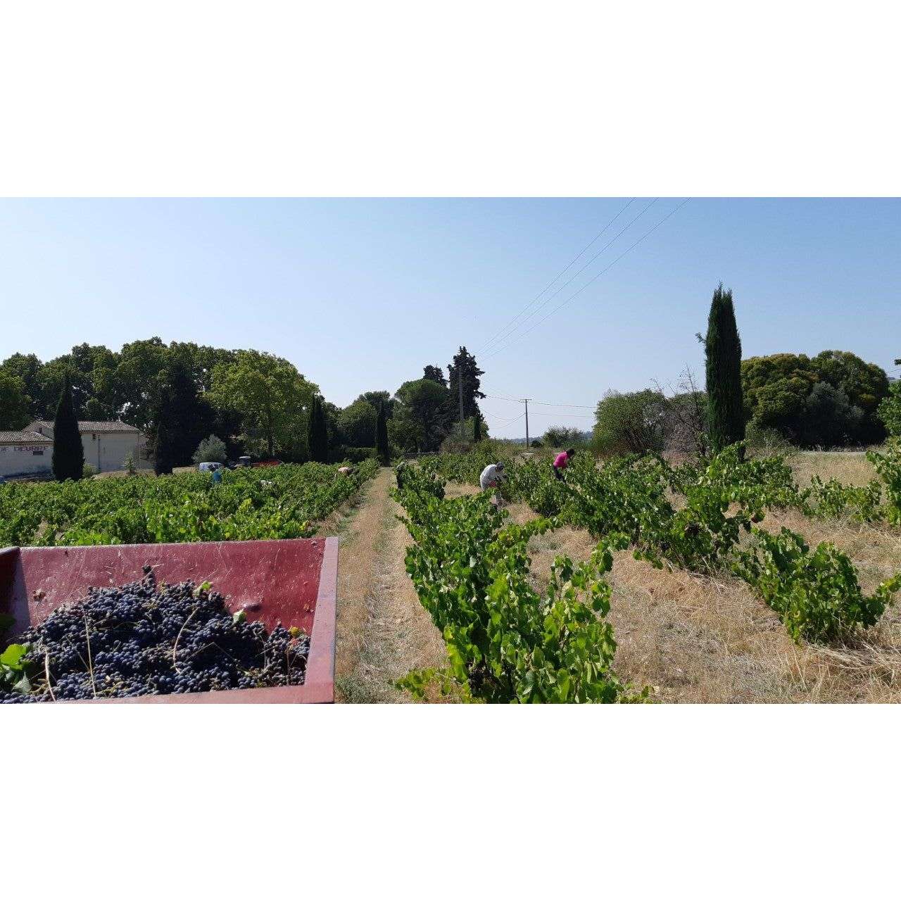 AOP Côtes du Rhône Blanc, Domaine La Guintrandy 2022
Organic and Vegan White Wine