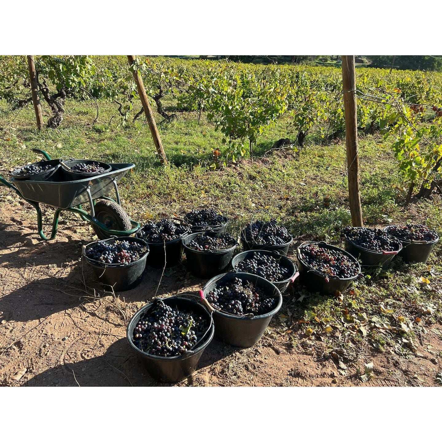  Bastide Castel d'Aille AOP Provence Red 2022
Organic and Vegan Red Wine