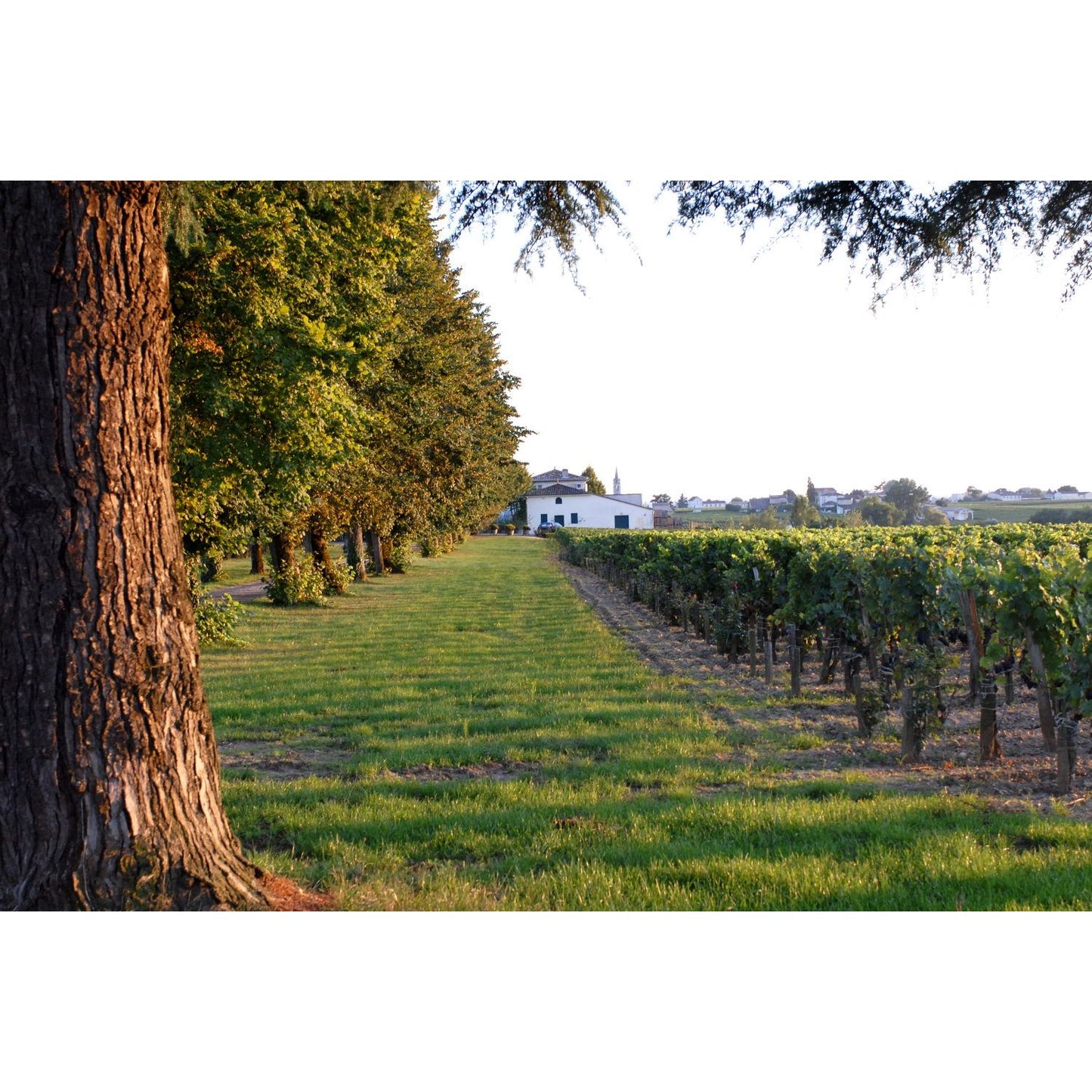 Domaine Salut AOC Graves Bordeaux White Wine 2022
Organic and Vegan White Wine