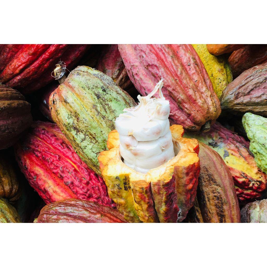 Pacha de Cacao Vegan 100% Natural Cacao Juice 8 Bottles - www.absoluteorganicwine.com