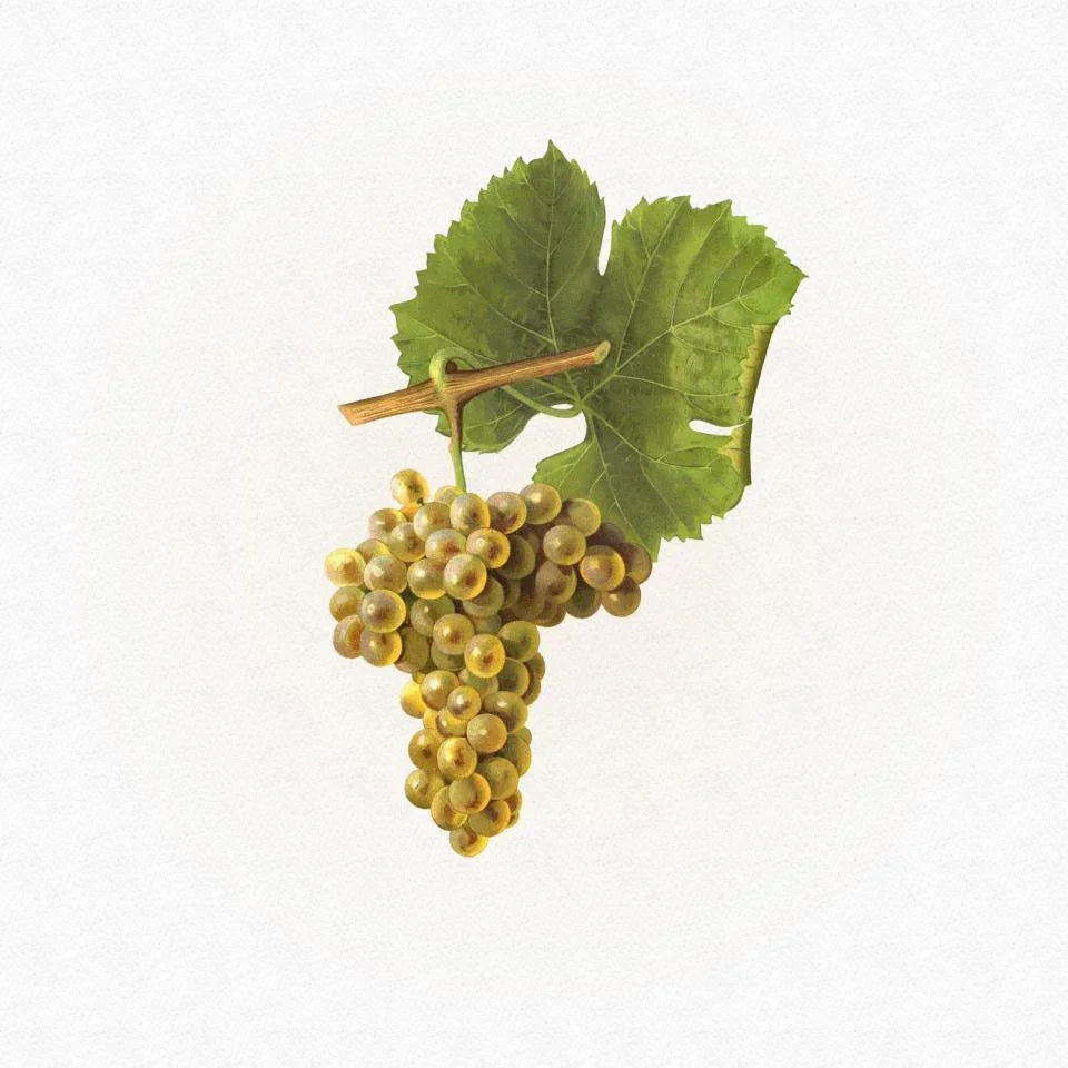 Jeantet - Laurent The Secret of Pliny AOP Condrieu 2015 White - Absolute Organic Wine