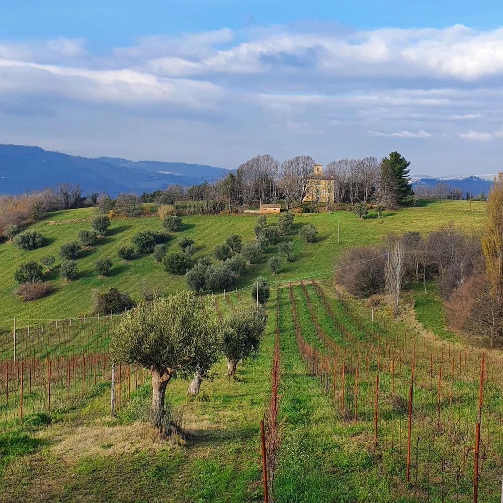 Terre di Ger Italian Rufini Spumante Brut Organic Sparkling Wine - Absolute Organic Wine