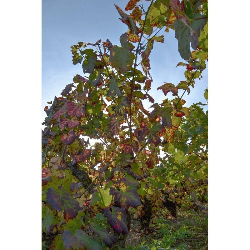 AOP JULIENAS (Cru du Beaujolais) Domaine Bertrand - www.absoluteorganicwine.com