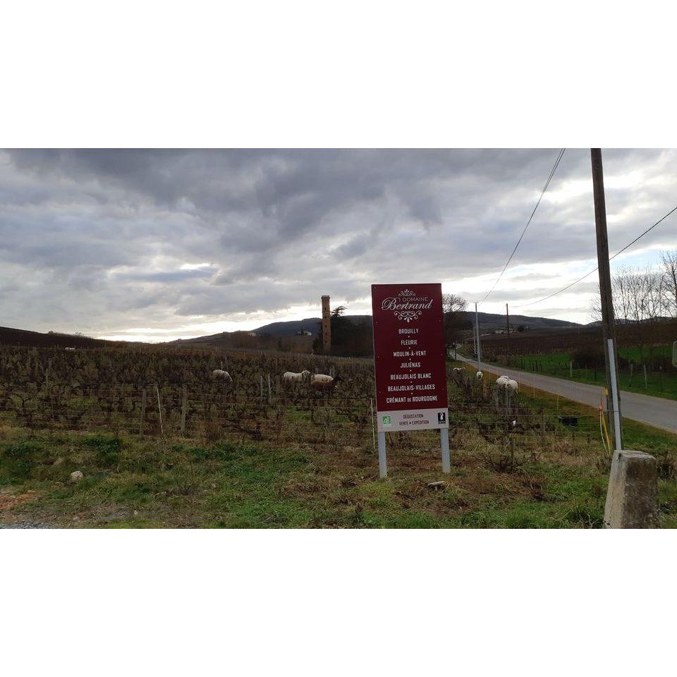AOP JULIENAS (Cru du Beaujolais) Domaine Bertrand - www.absoluteorganicwine.com