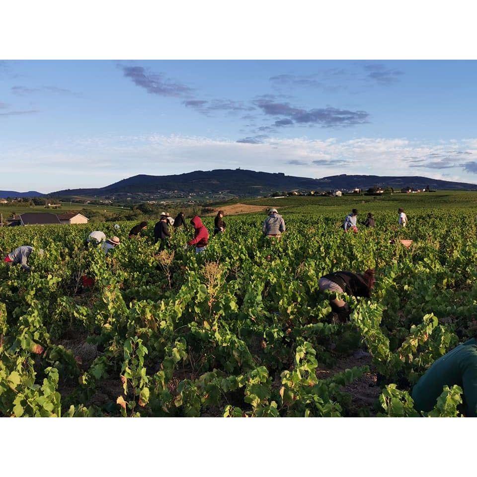 Beaujolais Chardonnay, Domaine Bertrand 2024 - Absolute Organic Wine