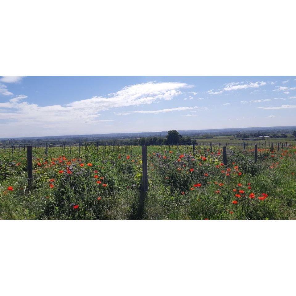 Brouilly Vuril, Domaine Bertrand - www.absoluteorganicwine.com