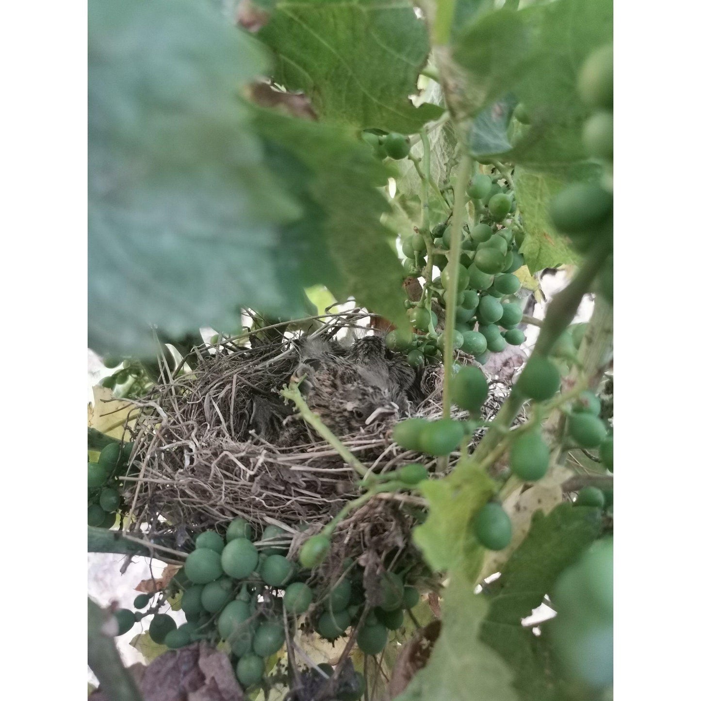 Cairanne Domaine Guintrandy 2020 - www.absoluteorganicwine.com