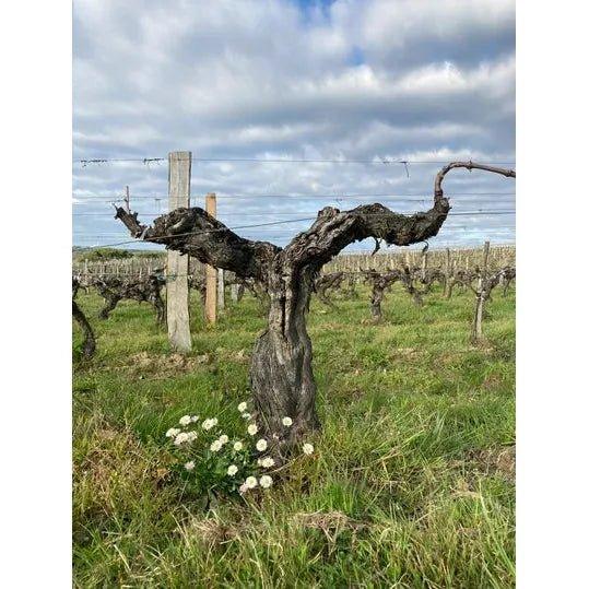 2022 Chateau La Peyruche Blanc, Bordeaux, France-www.absoluteorganicwine.com