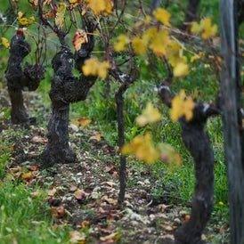 2018 Chateau La Peyruche Eleve en Fut de Chene, Cotes de Bordeaux, France-www.absoluteorganicwine.com