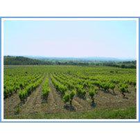 Crozes Hermitage, Domaine Guintrandy - www.absoluteorganicwine.com