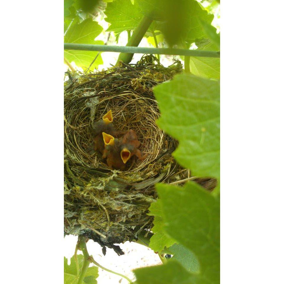 Domaine Regin Alsace Gewürztraminer 2021 - Absolute Organic Wine
