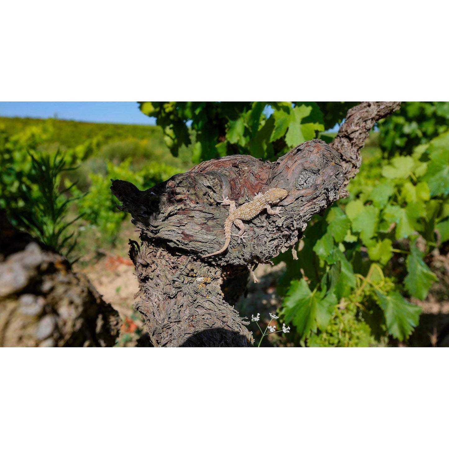 Navarrsotillo La Marciana Rosé 2021 - www.absoluteorganicwine.com