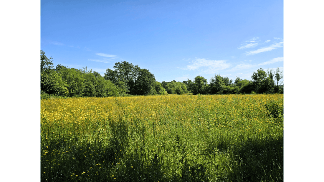 Being Organic Means Something to Someone or Something! - Absolute Organic Wine