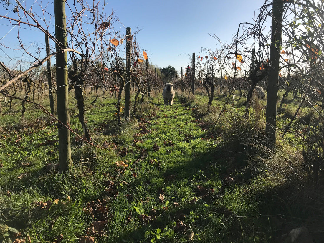 Celebrating Success: Absolute Organic Wine Limited Wins Northern Irish Enterprise Award - Absolute Organic Wine