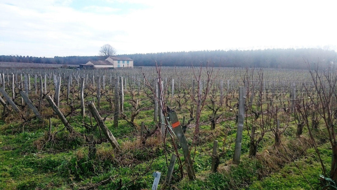 Experience the Natural Essence of Wine with Our Organic & Vegan Options! - Absolute Organic Wine