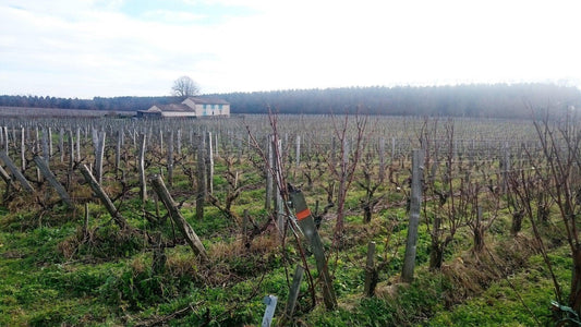 Experience the Natural Essence of Wine with Our Organic & Vegan Options! - Absolute Organic Wine
