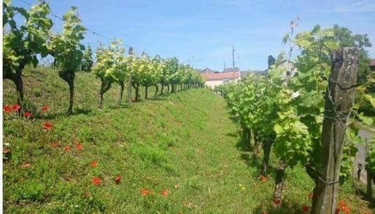 Exploring the Distinctive Paths of Biodynamic and Organic Agriculture in Winemaking - Absolute Organic Wine