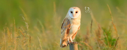 Meet Our Oliver! An Scréachóg Reilige or The Banshee Barn Owl! - www.absoluteorganicwine.com