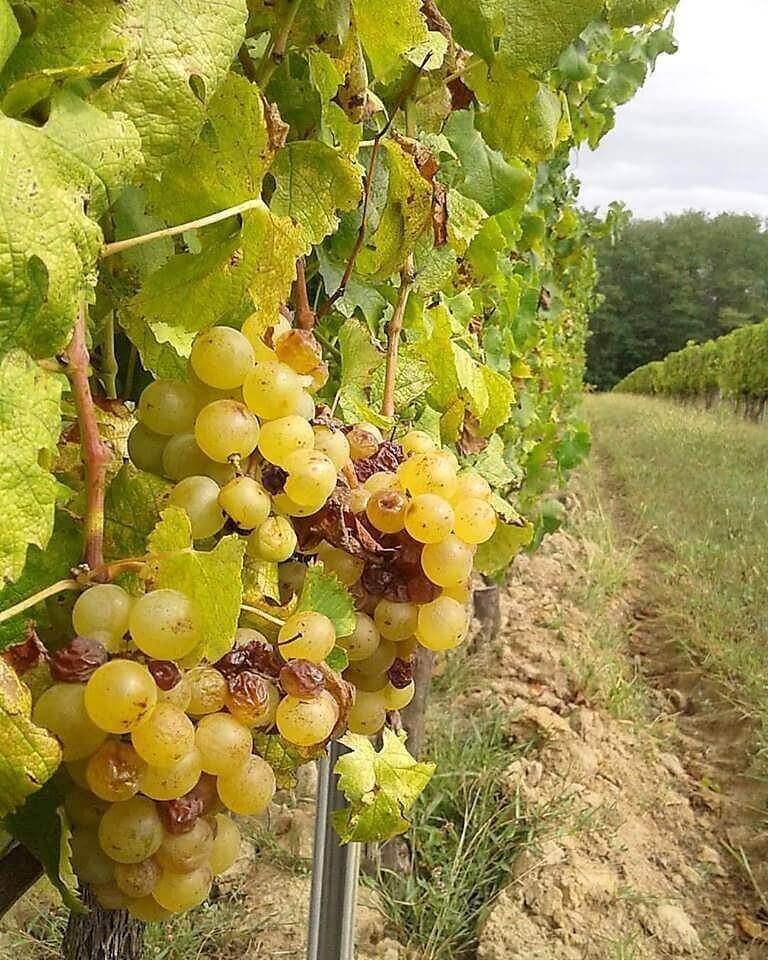 Organic & Biodynamic Sweet Wine - Absolute Organic Wine
