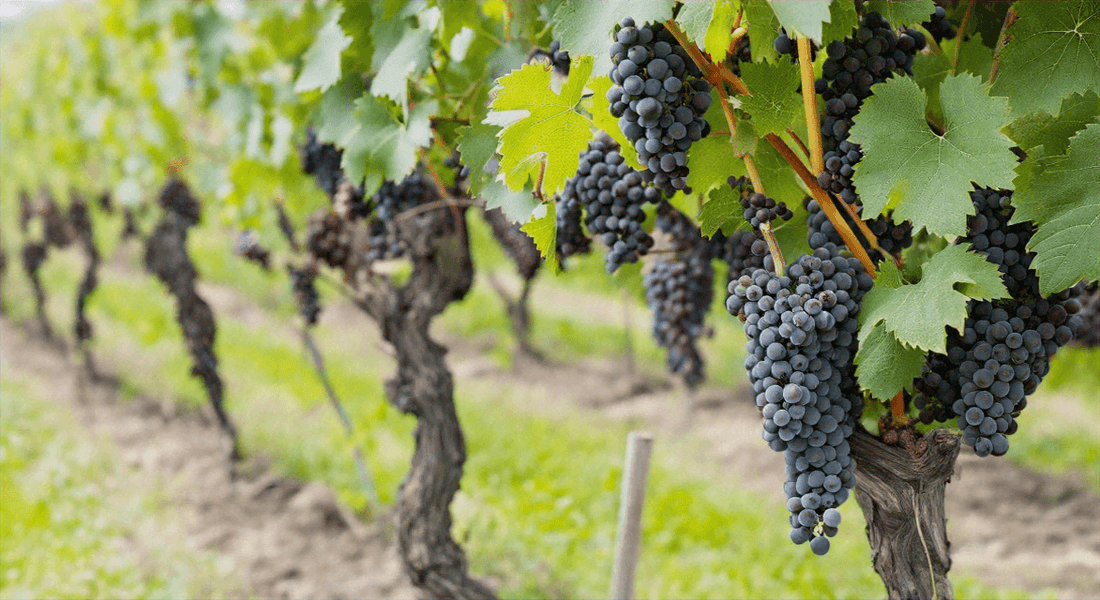 Unlocking the Secrets of Biodynamic Wines: A Guide to Sustainable Winemaking - Absolute Organic Wine