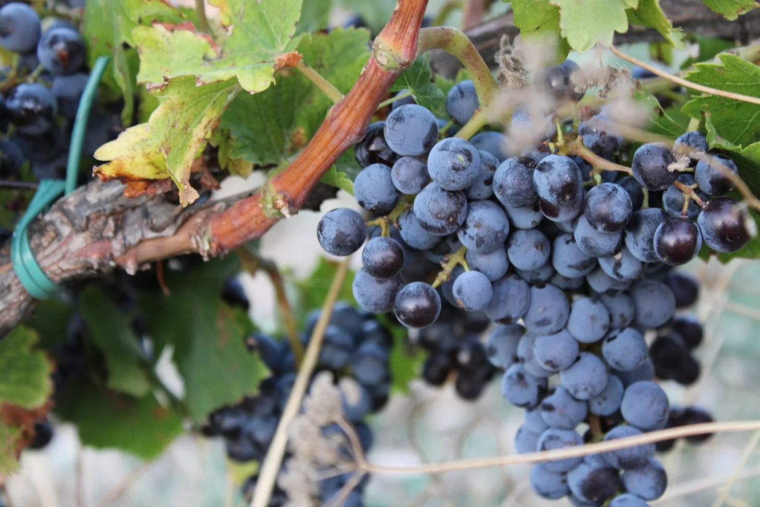 Merlot