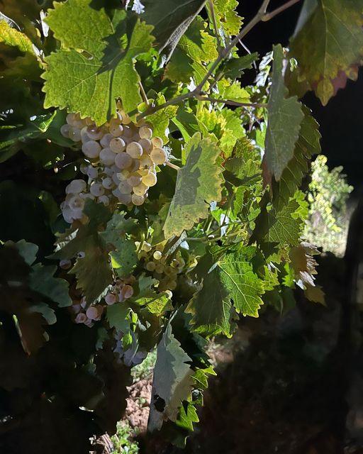 Riesling