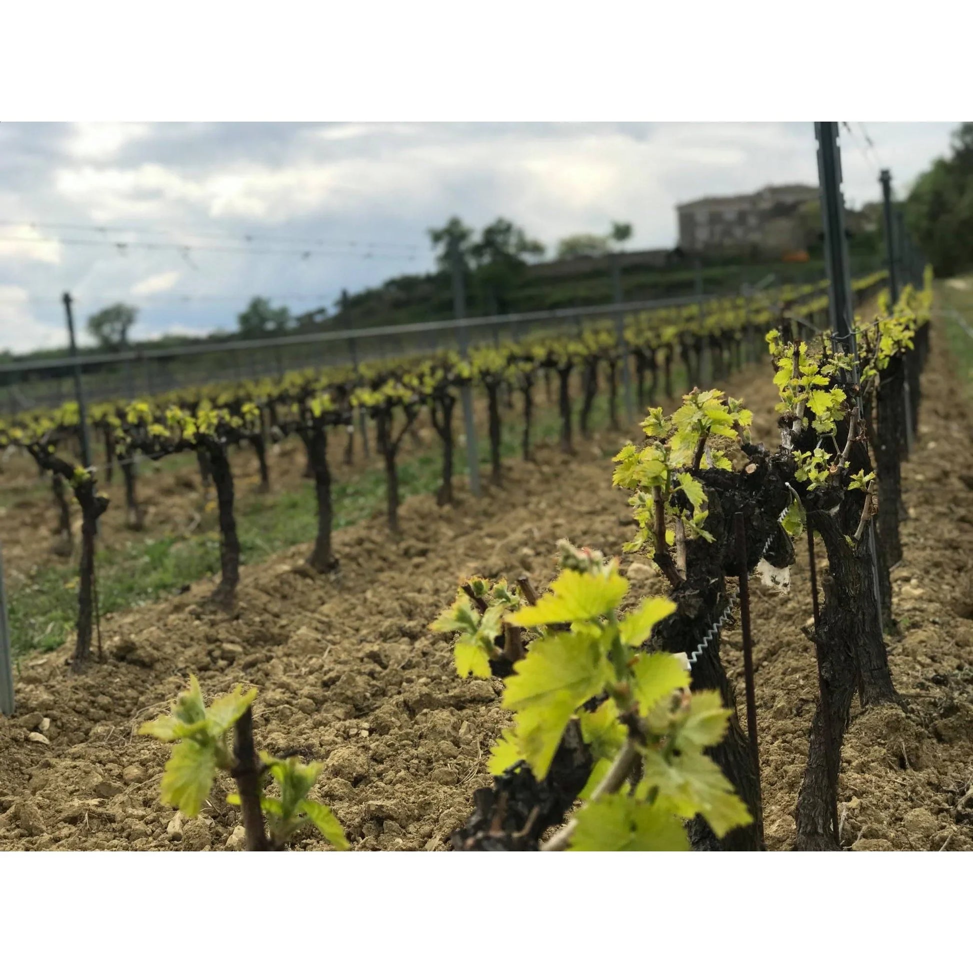  Domaine Terres d'Hachène Zénite Blanc 2024 - Absolute Organic Wine