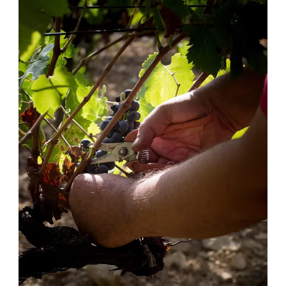  Domaine Terres d'Hachène Zénite Blanc 2024 - Absolute Organic Wine