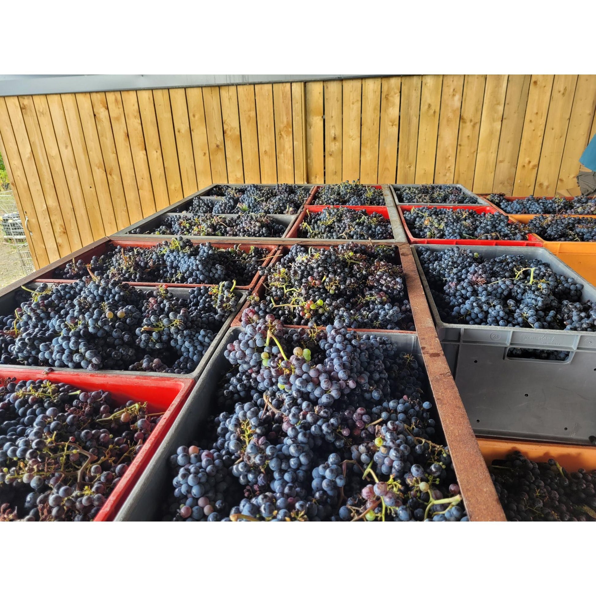 Sénonien Saumur-Champigny AOP Loire Organic & vegan Red wine 2021 100% Cab Franc