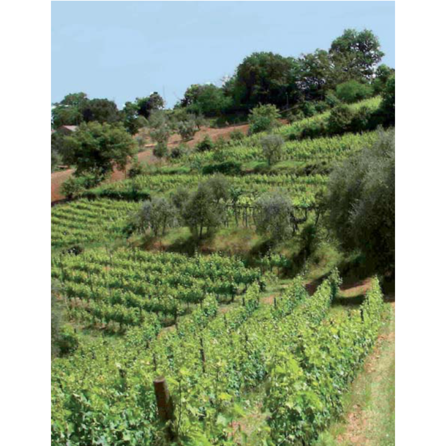 photo of the vineyards of Rosso di Montalcino