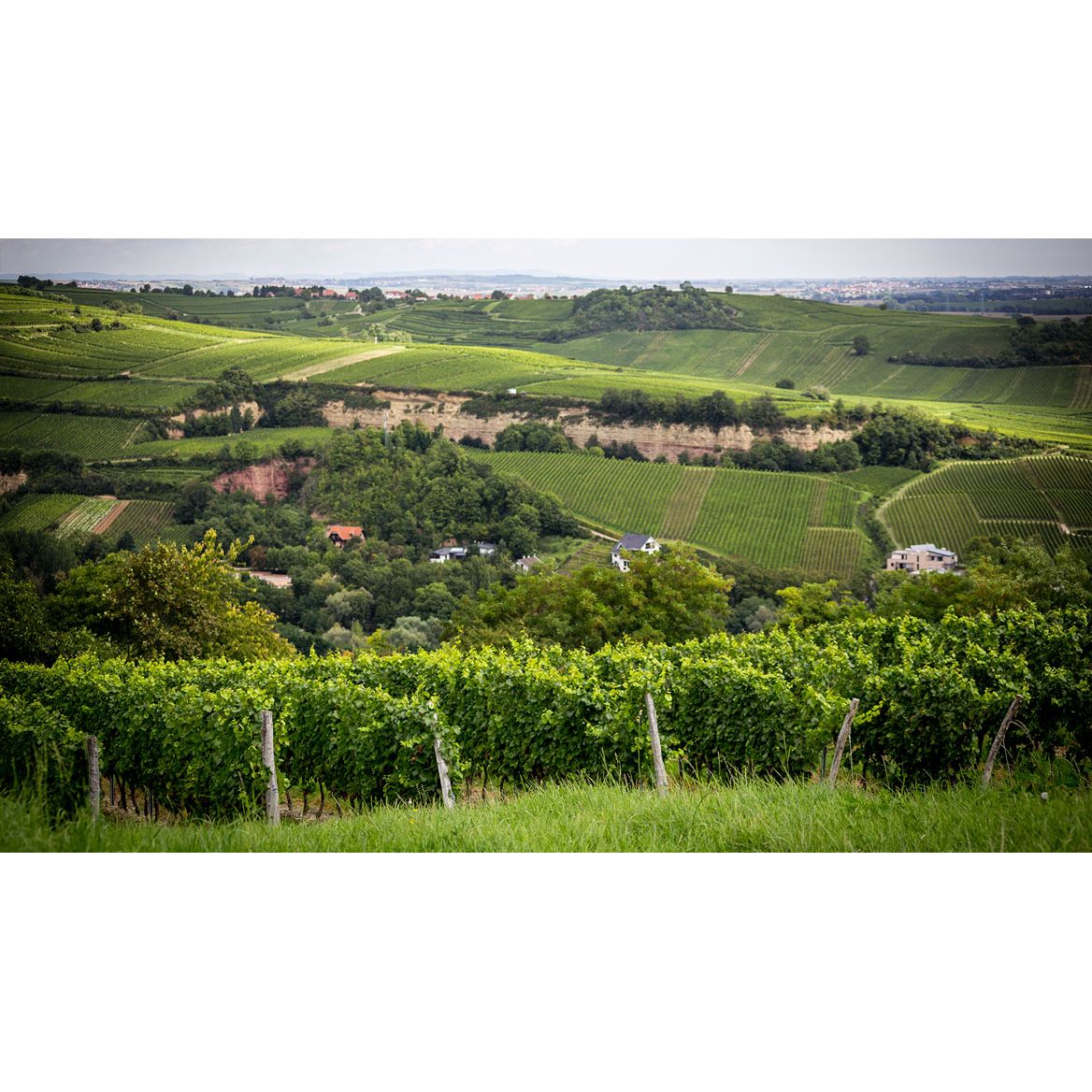 Alsace Wine Discovery: 6 - Bottle Case with Free Delivery - Absolute Organic Wine