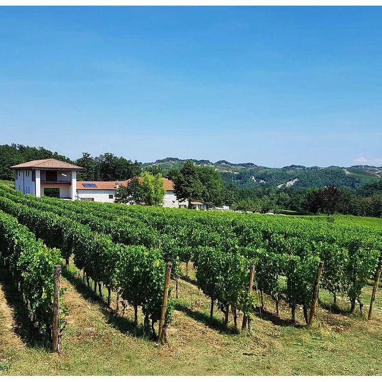 A single vineyard surrounding the homonymous "Cascina San Martino" 