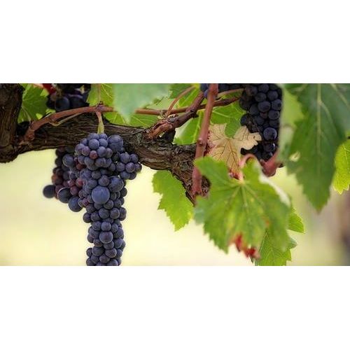 Rioja Gran Reserva 2012 Magister Bibendi - biodynamic red wine Northern Ireland - www.absoluteorganicwine.com