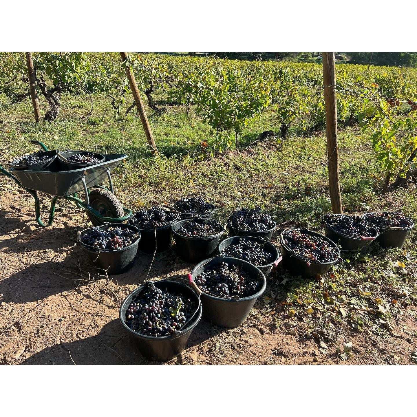 Bastide Castel d'Aille AOP Red 2021 - Absolute Organic Wine