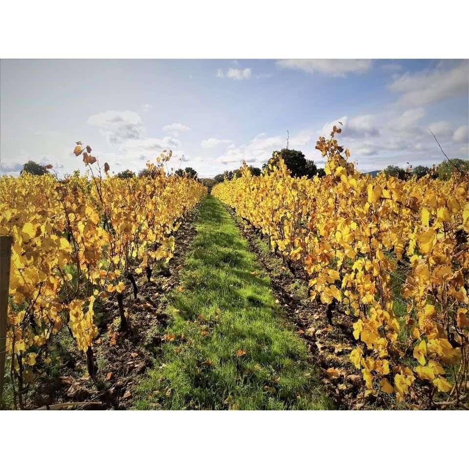 Beaujolais Chardonnay, Domaine Bertrand 2024 - Absolute Organic Wine