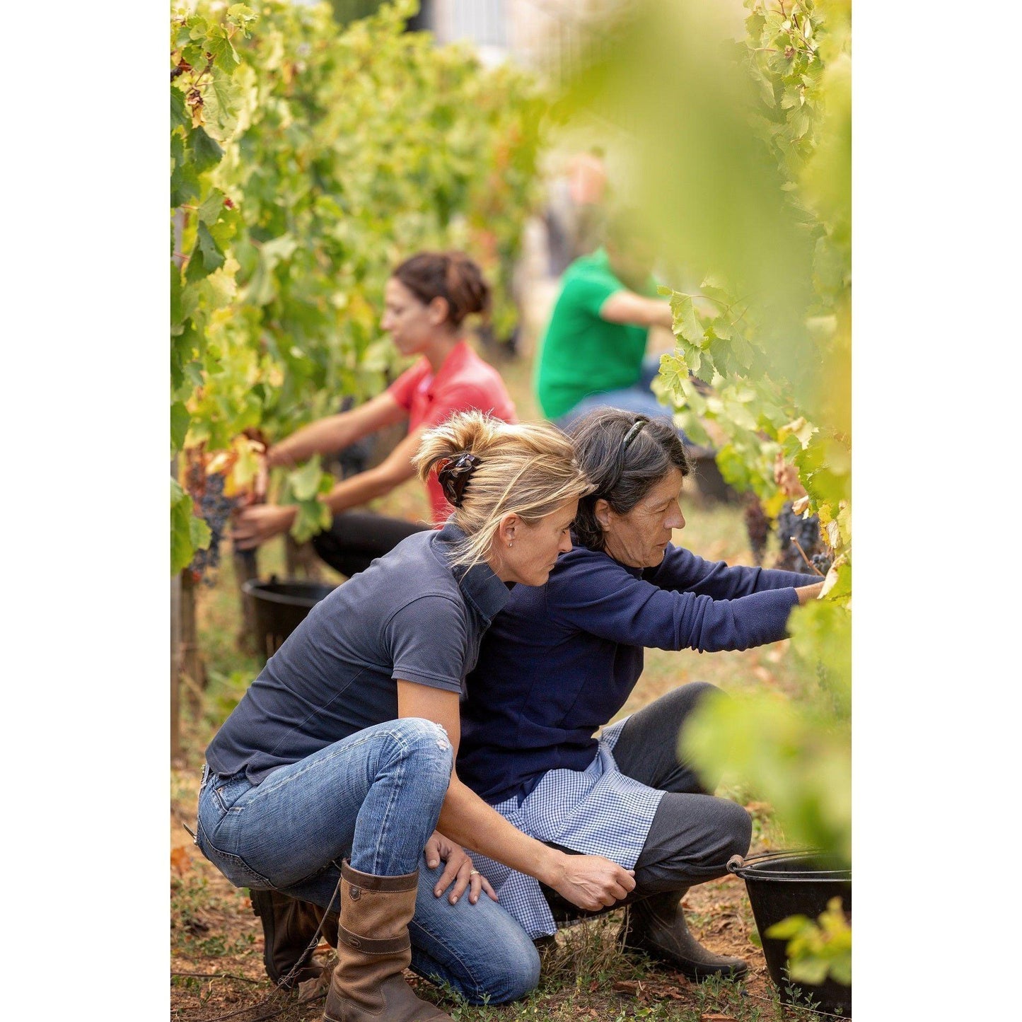 Camille de Labrie AOC Bordeaux 2022 - Absolute Organic Wine