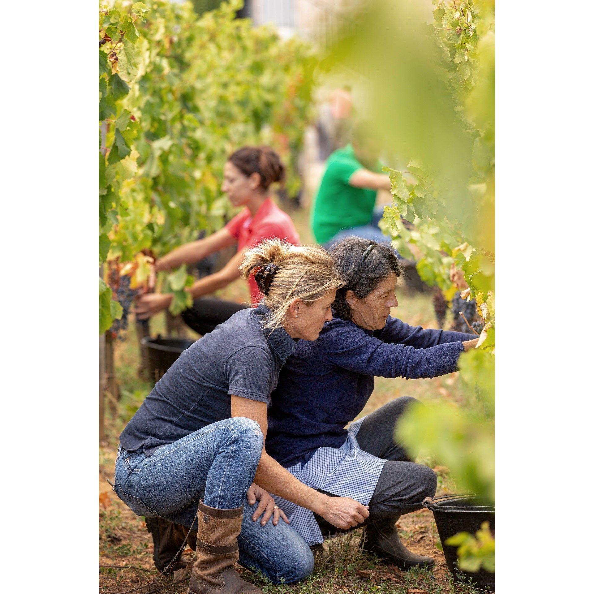 Camille de Labrie AOC Bordeaux 2022 - Absolute Organic Wine