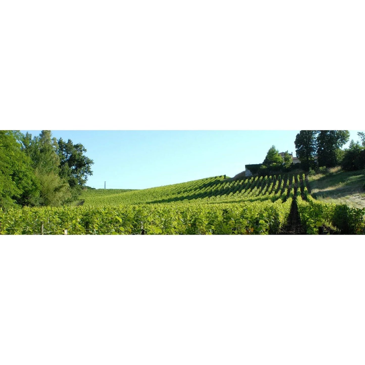 Chateau Belles - Graves Lalande de Pomerol Bordeaux 2019 - Absolute Organic Wine