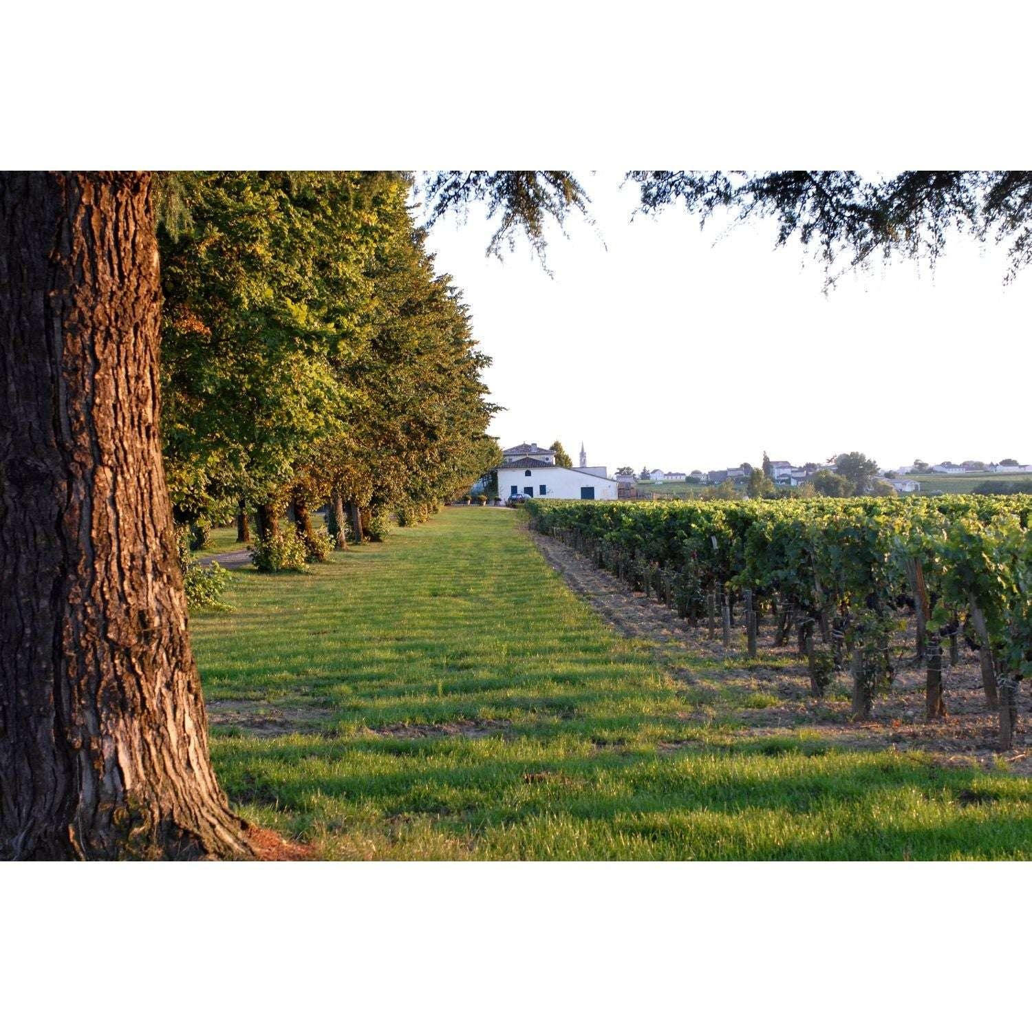 Chateau Belles - Graves Lalande de Pomerol Bordeaux 2019 - Absolute Organic Wine