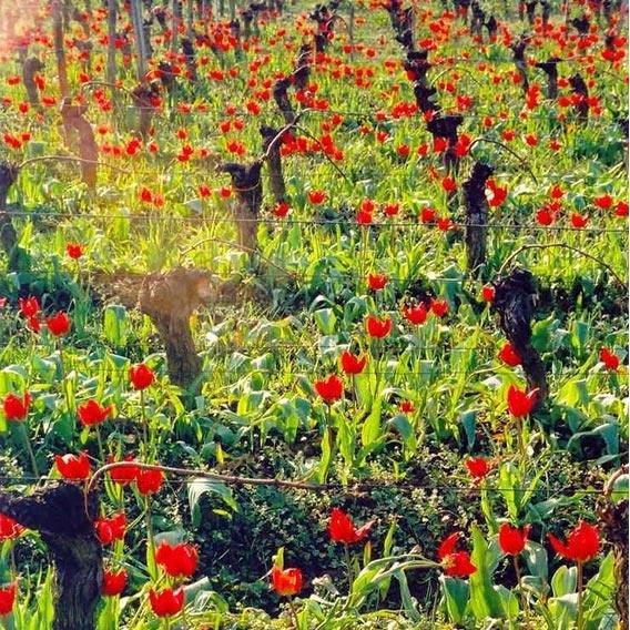 Château De Fontenille AOC Cadillac Cotes De Bordeaux - Absolute Organic Wine