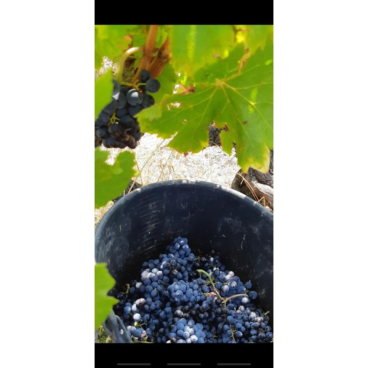 Cotes du Rhône red wine France Domaine la Guintrandy 2024 - Absolute Organic Wine