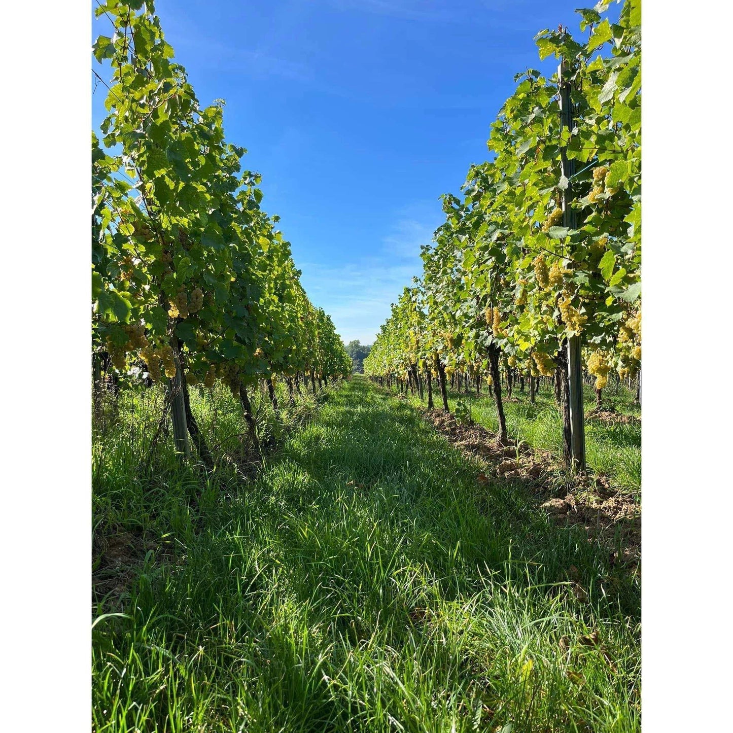 Domaine André Regin Alsace White, 2023 - Absolute Organic Wine