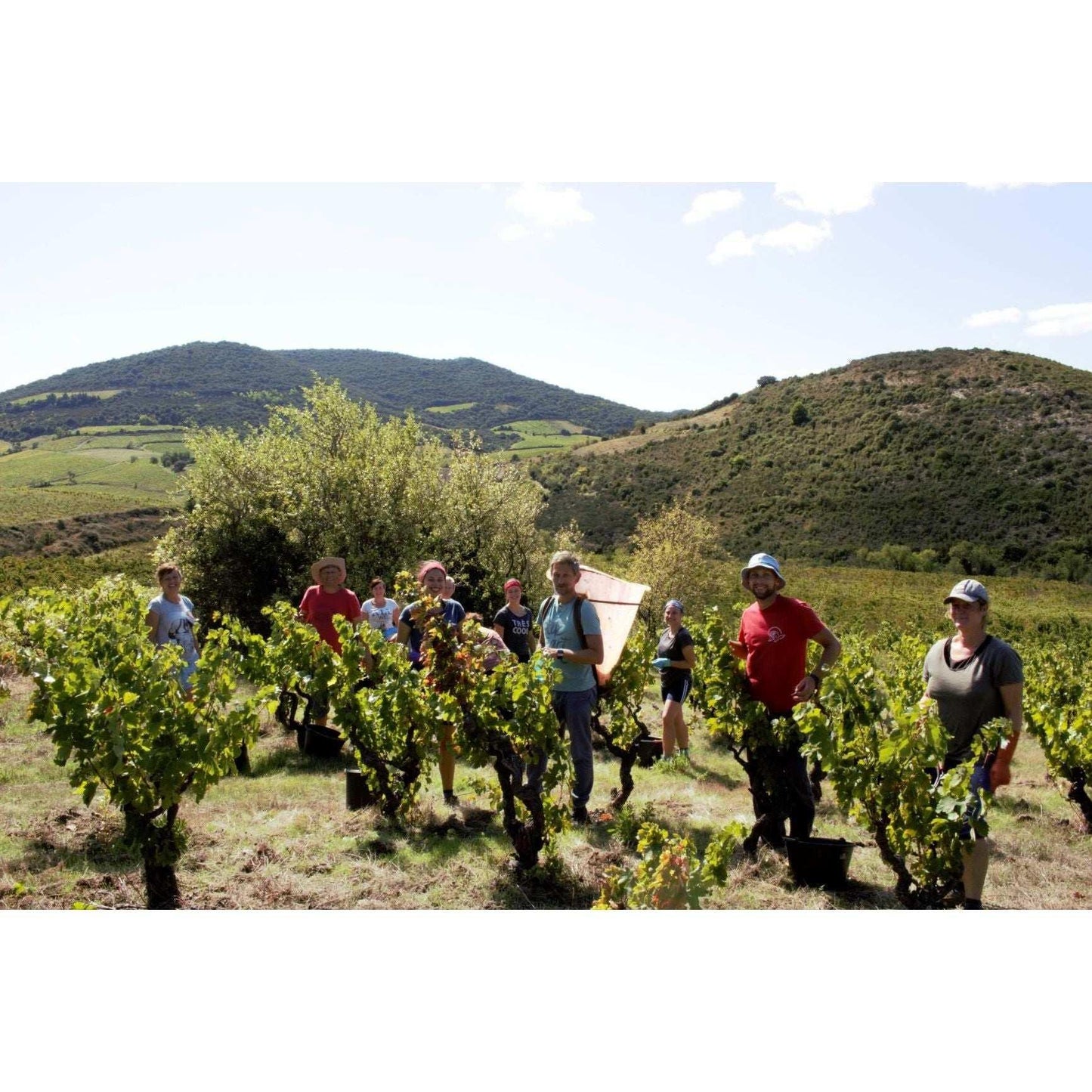Domaine Lérys Fitou Saint Vincent 2022 - Absolute Organic Wine