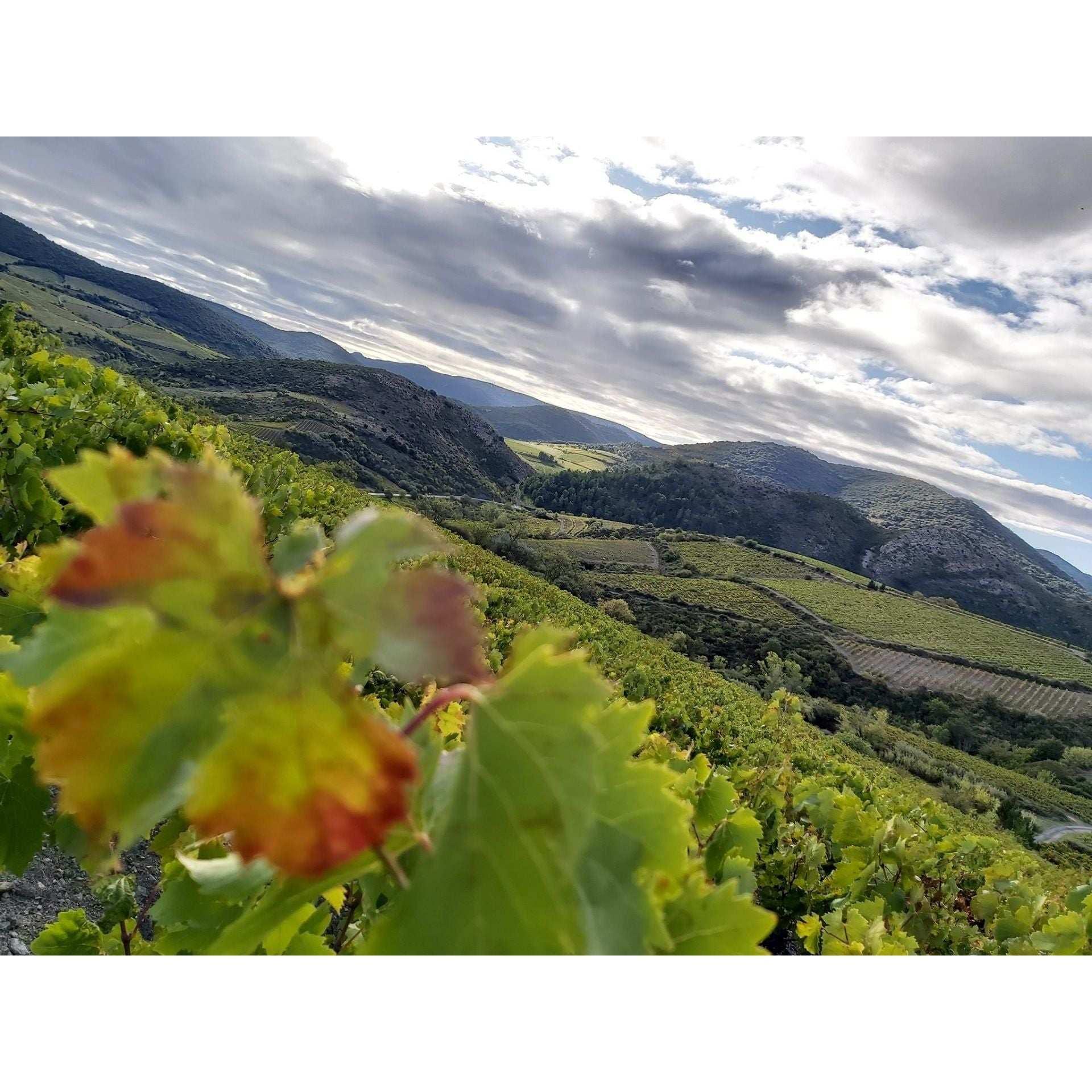 Domaine Lérys Fitou Saint Vincent 2022 - Absolute Organic Wine