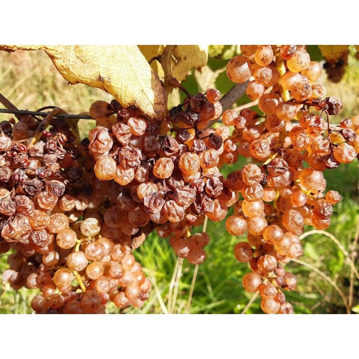 Domaine NIGRI Pas De Deux Sweet Wine - Absolute Organic Wine