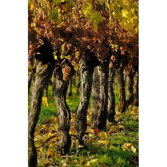Domaine Sergent, Madiran Tradition 2018 - Absolute Organic Wine