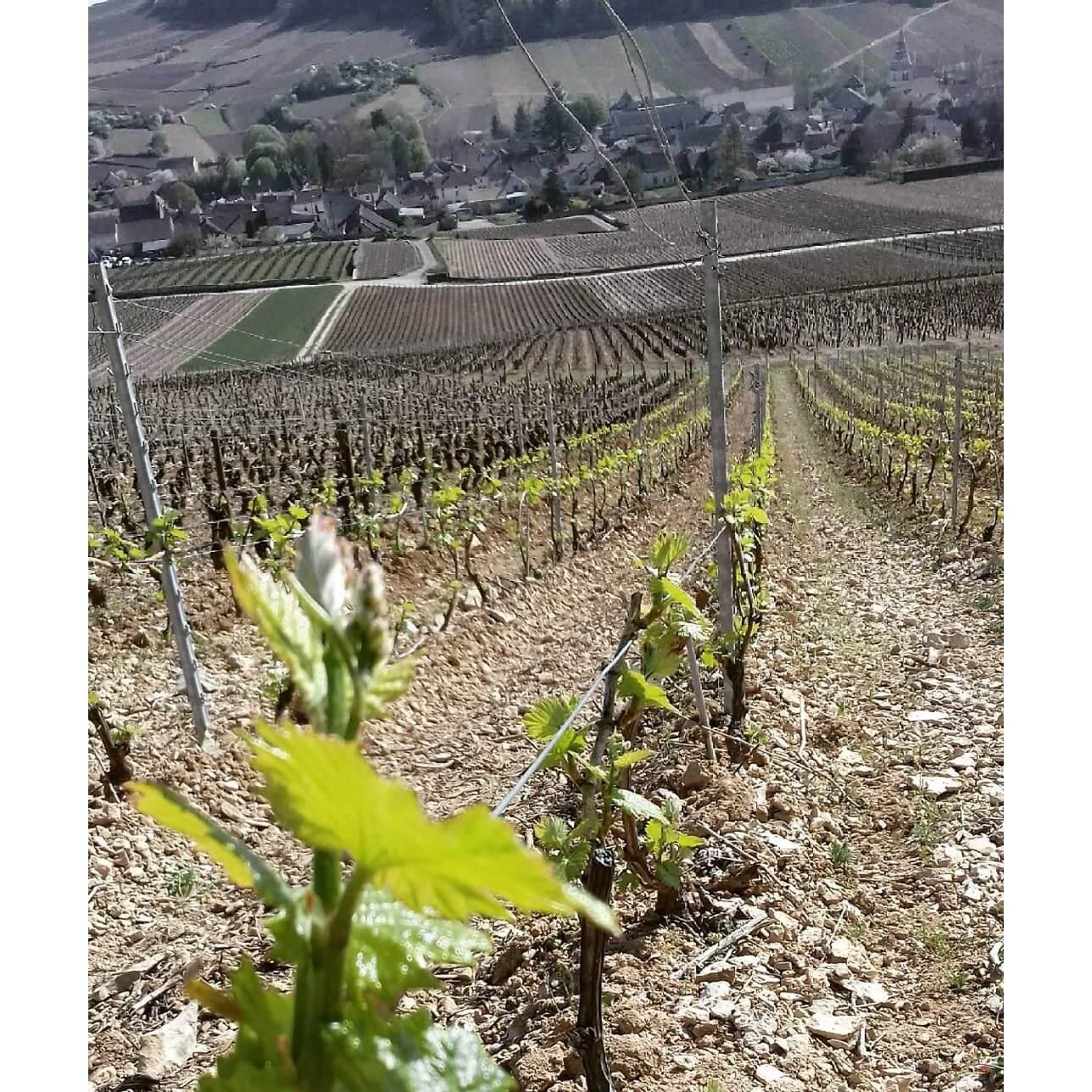 Domaine Vaudoisey AOP Auxey Duresses Blanc 2022 - Absolute Organic Wine
