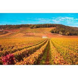 Domaine Vaudoisey - Creusefond Pommard Epenots First Growth 2022 Burgundy - Absolute Organic Wine