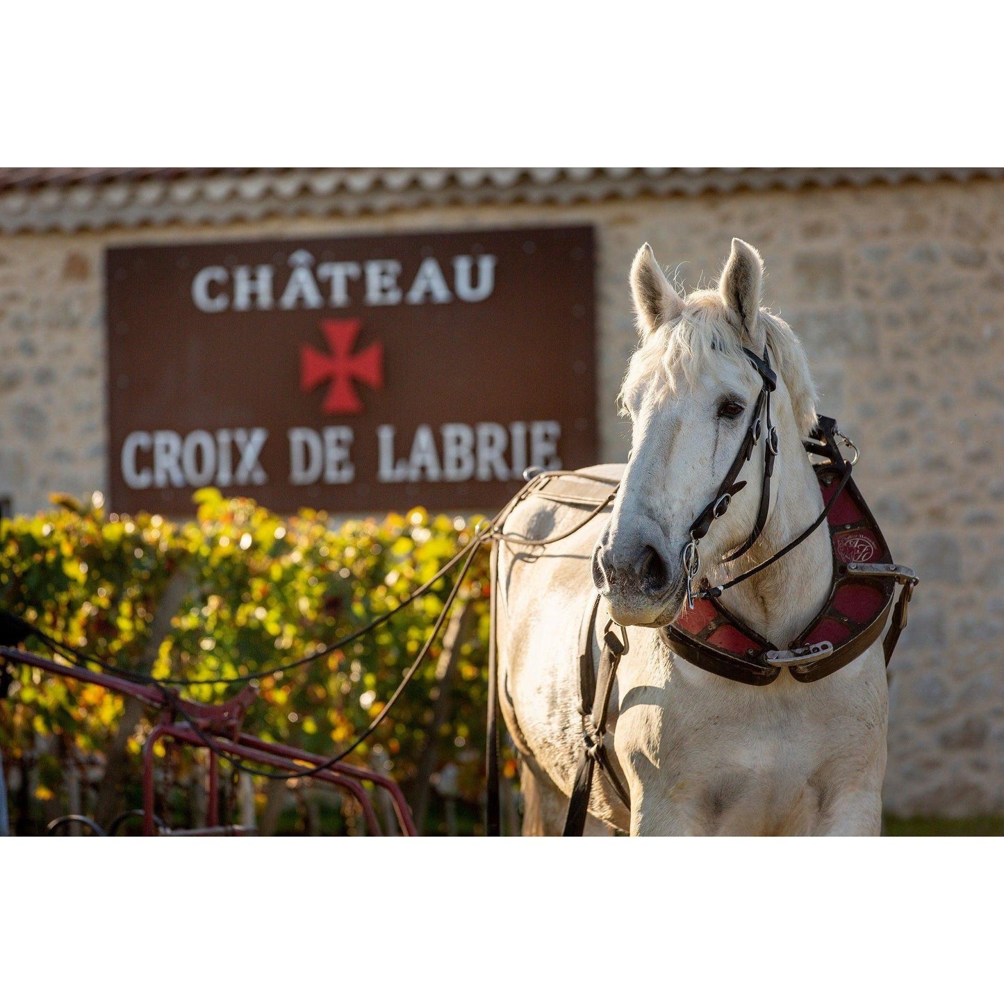 Hauts de Croix de Labrie, in Black Wooden Box - Absolute Organic Wine