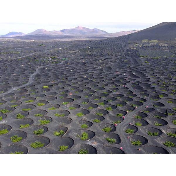La Diego 2022 Jable de Tao Lanzarote White Wine - Absolute Organic Wine